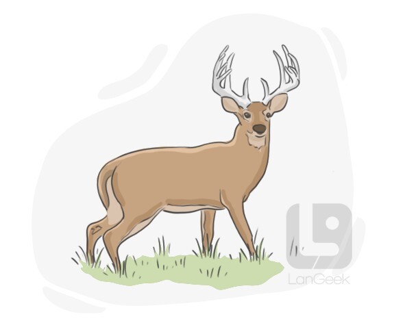 Top 176 Deer Animal Meaning Lestwinsonline