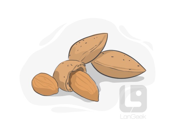 Перевод слова "Almond" | LanGeek