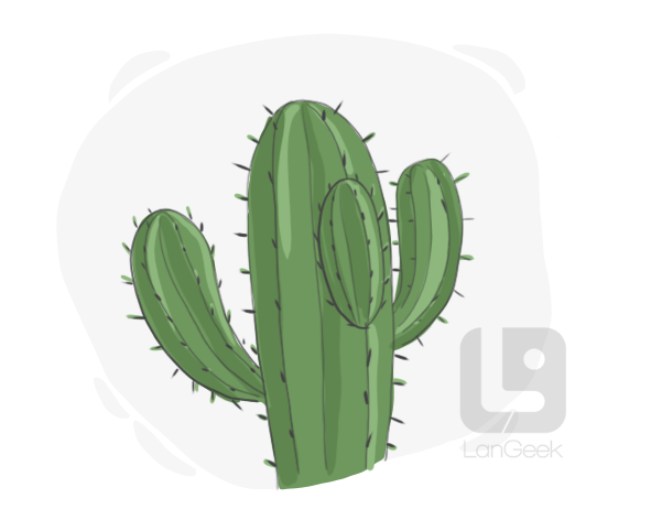 cactus definition and meaning