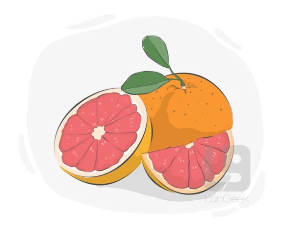 grapefruit definition and meaning