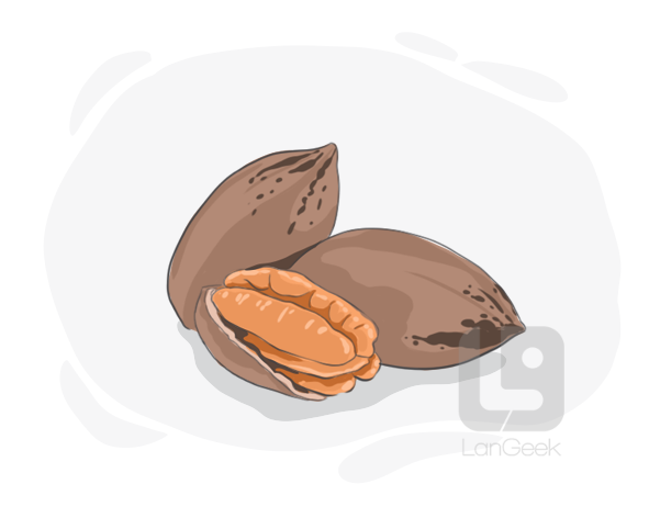 pecan definition and meaning