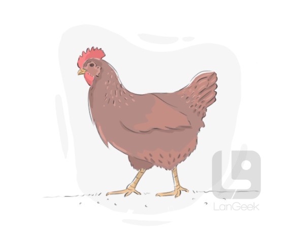 hen definition and meaning