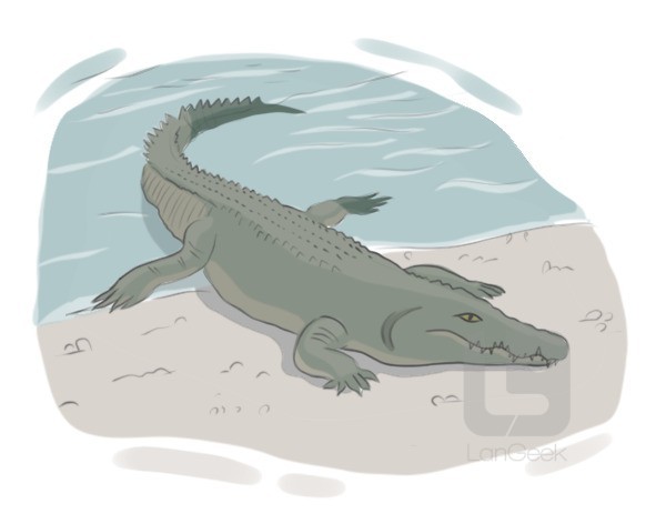crocodile definition and meaning