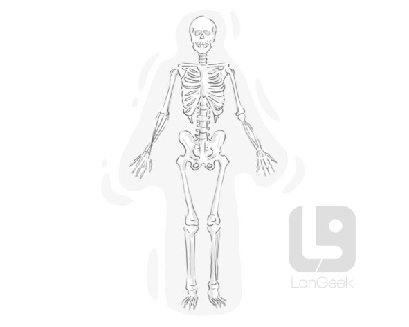 skeletal system definition and meaning