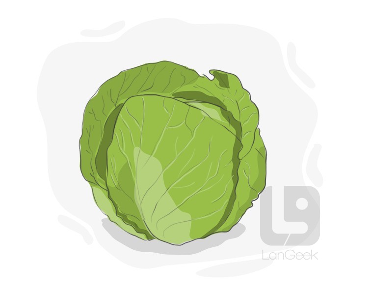 cabbage definition and meaning