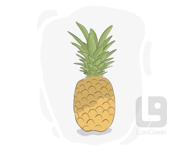 Pineapple Definition & Meaning LanGeek