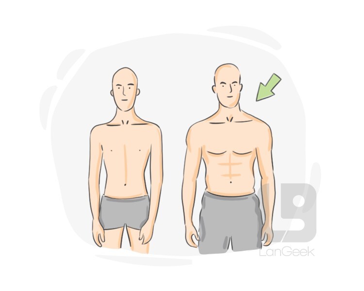 definition-meaning-of-mesomorph-langeek