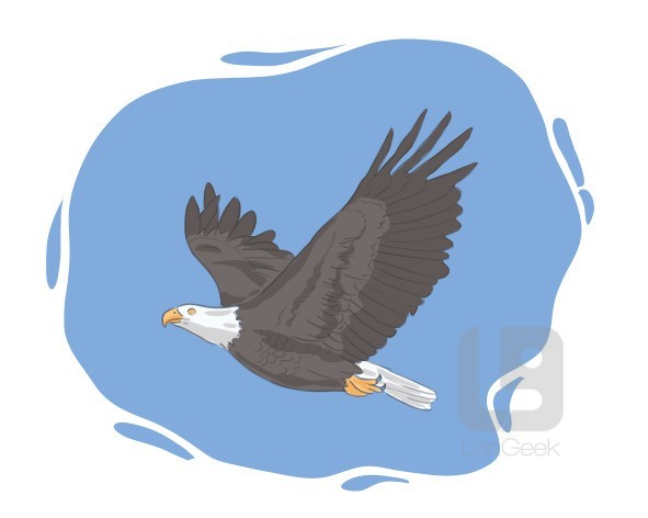 eagle definition and meaning