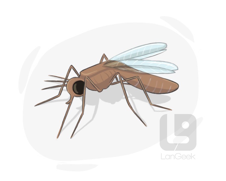 mosquito definition and meaning