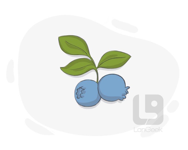 blueberry definition and meaning