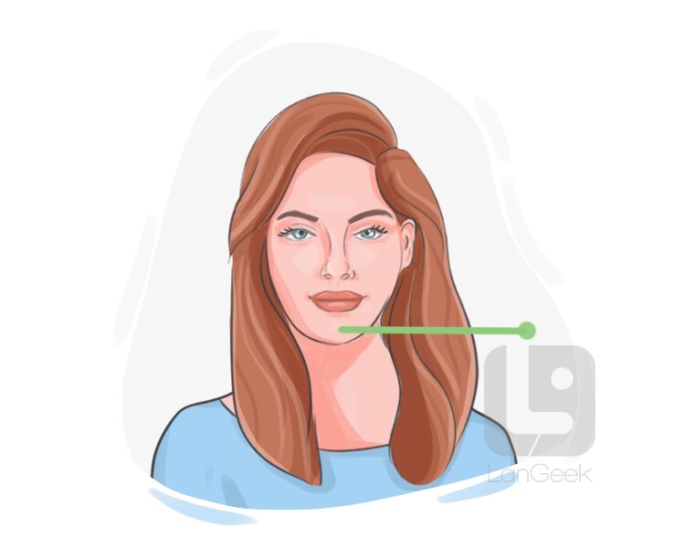 Definition & Meaning of "Mentum" | LanGeek