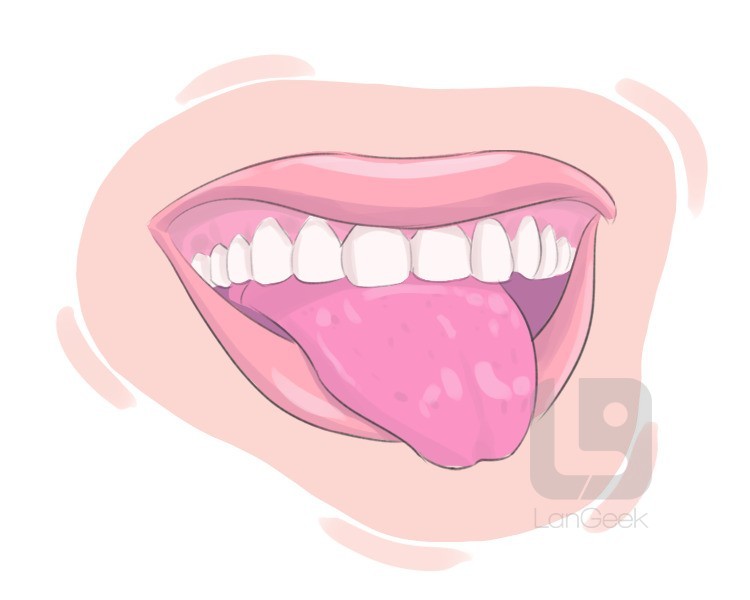 oral fissure definition and meaning