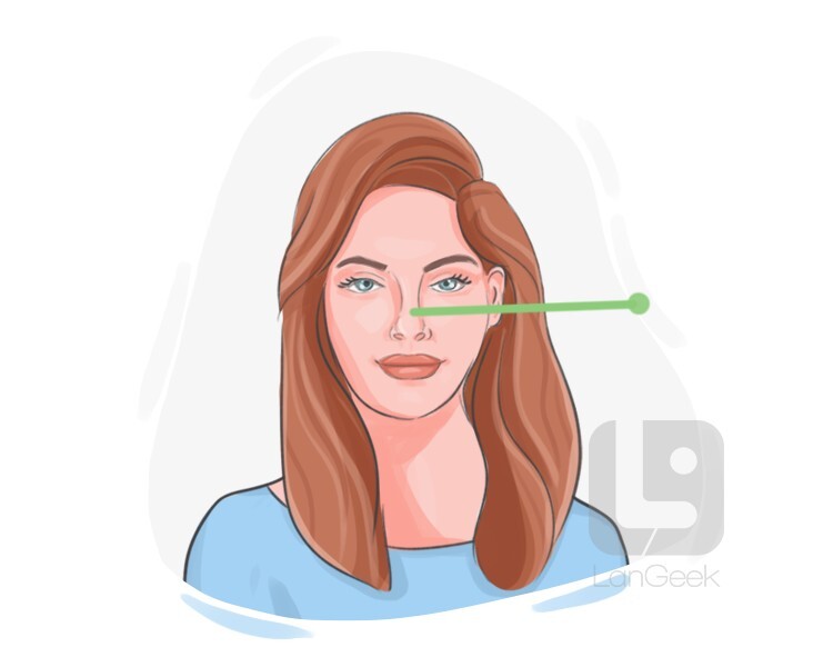 nose definition and meaning