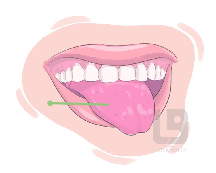 tongue definition and meaning