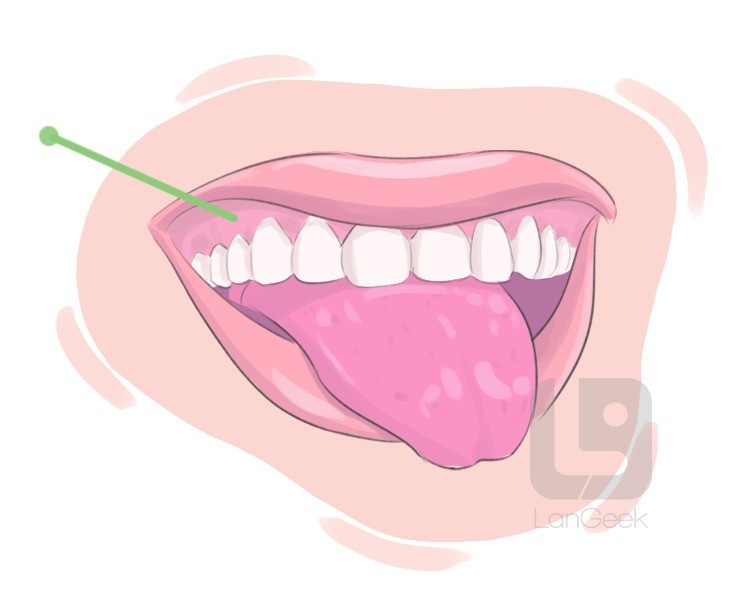 gingiva definition and meaning
