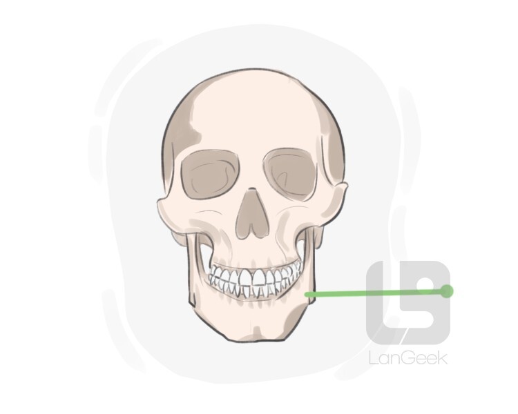 mandible definition and meaning