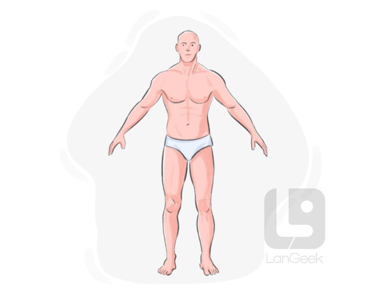 bod definition and meaning