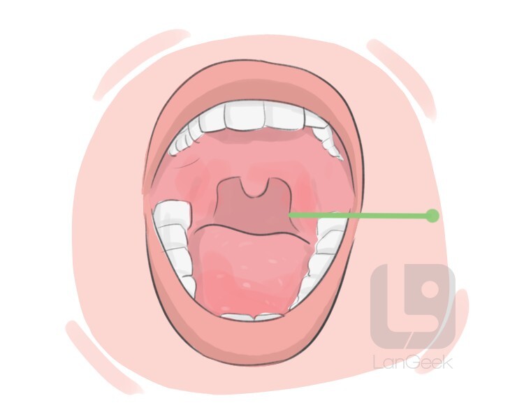 throat definition and meaning