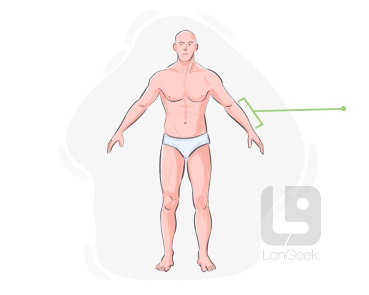 Definition & Meaning of "Forearm" LanGeek