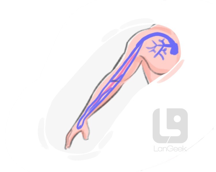 artery definition and meaning