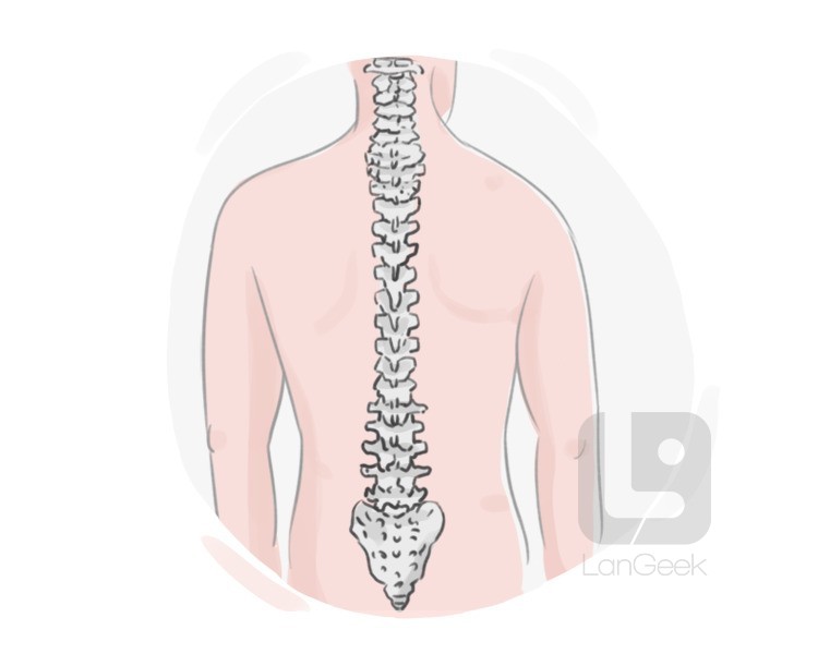spine definition and meaning