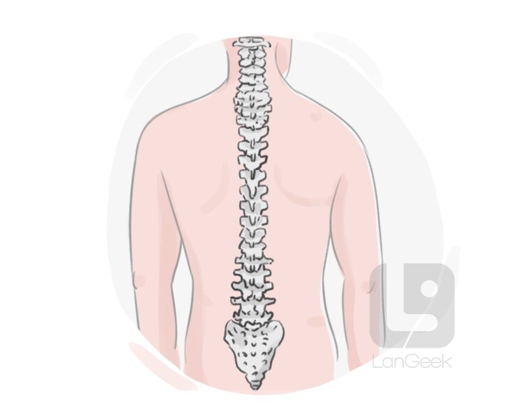 vertebra definition and meaning