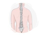 spine