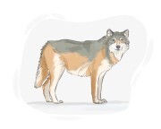 wolf