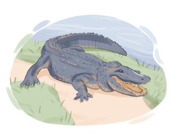 alligator