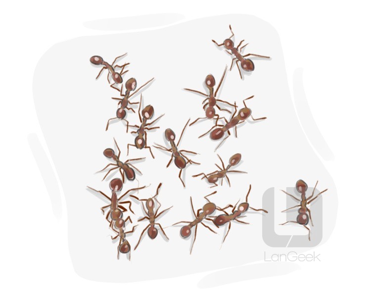 ant definition and meaning