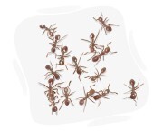 ant