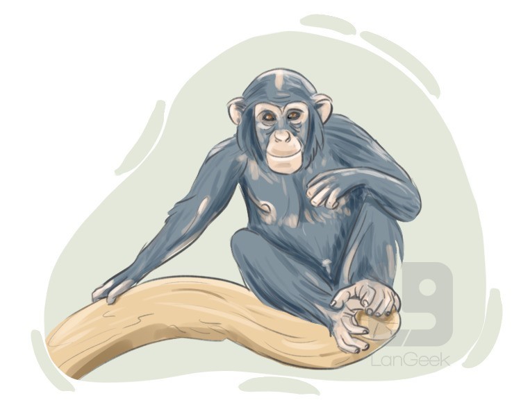 chimpanzee definition and meaning
