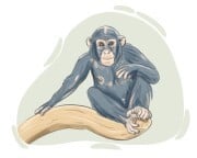 chimpanzee