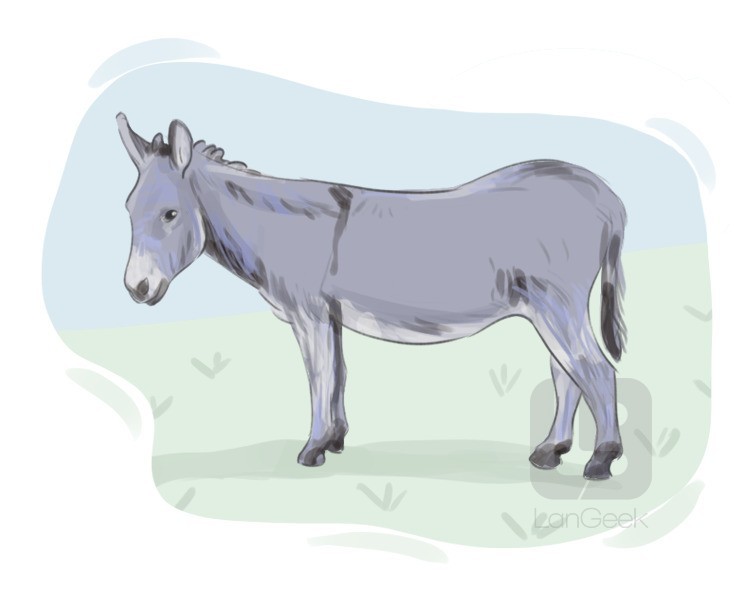 donkey definition and meaning