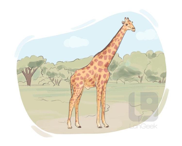 giraffa camelopardalis definition and meaning