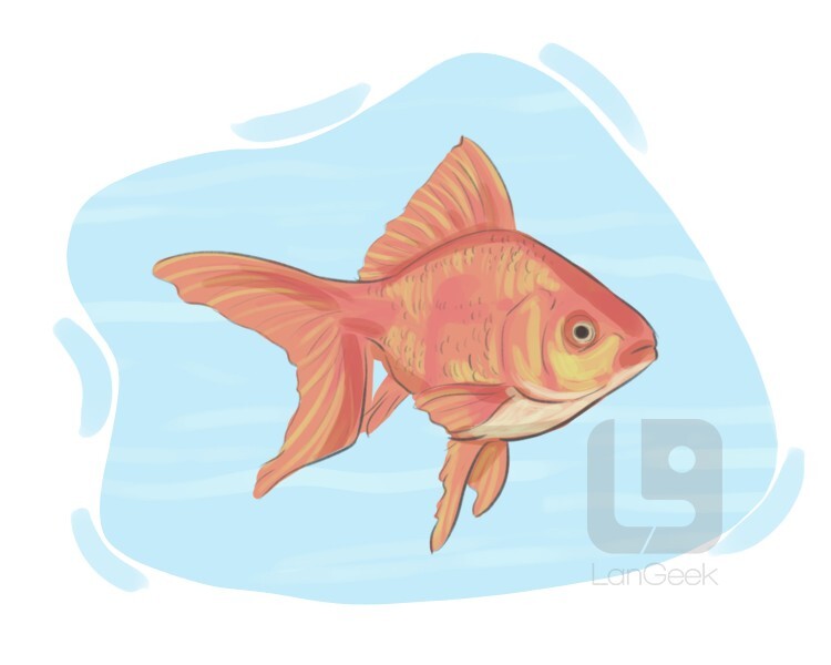 Definition & Meaning of "Goldfish" LanGeek