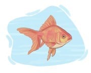 goldfish