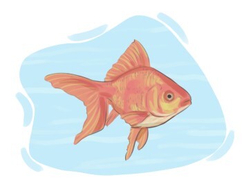 goldfish