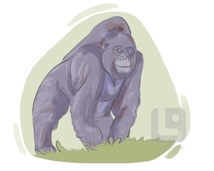 gorilla gorilla definition and meaning
