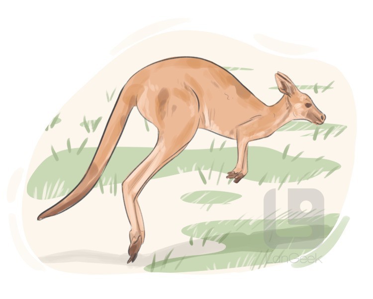 kangaroo definition and meaning