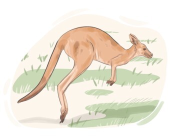 kangaroo