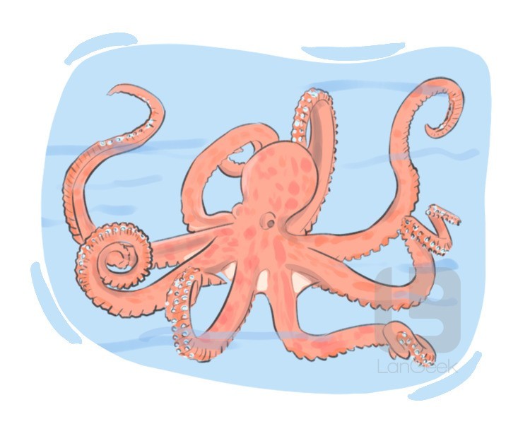 octopus definition and meaning