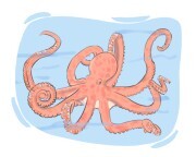 octopus
