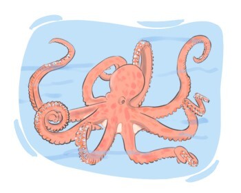 octopus