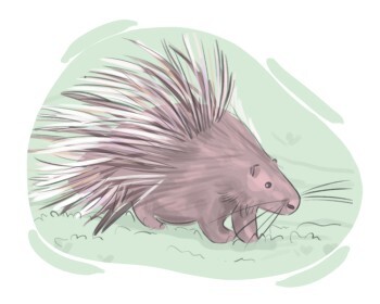porcupine