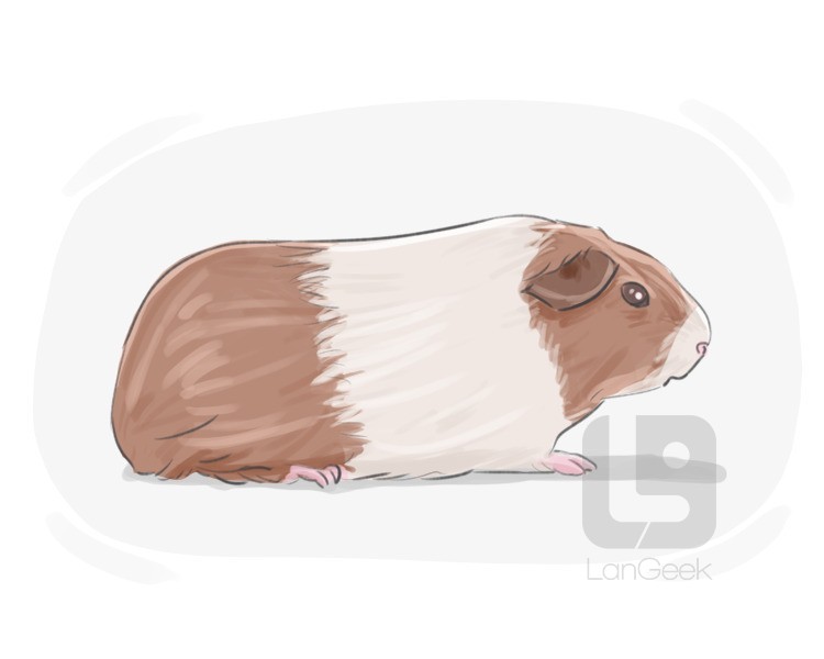 guinea pig definition and meaning