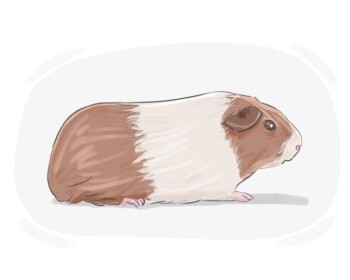 guinea pig