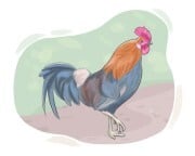 rooster