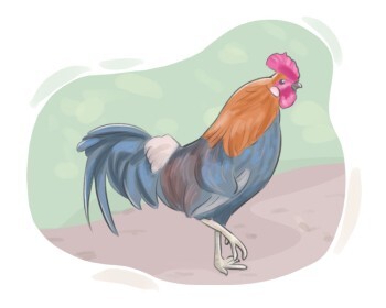rooster