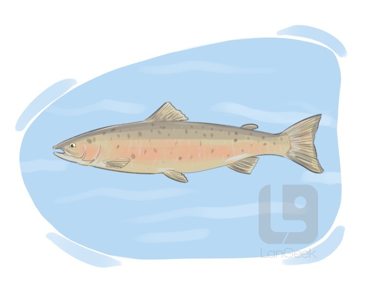 atlantic salmon definition and meaning